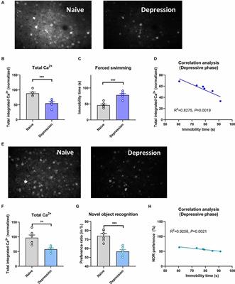 Brain Neural Activity Patterns in an Animal Model of Antidepressant-Induced Manic Episodes
